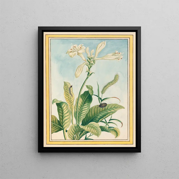 Plants of China Pl.037 - Pierre Joseph Buchoz — framed artwork on a wall