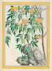 Chinese Plants Painting Pl061 - Pierre Joseph Buchoz — artwork view