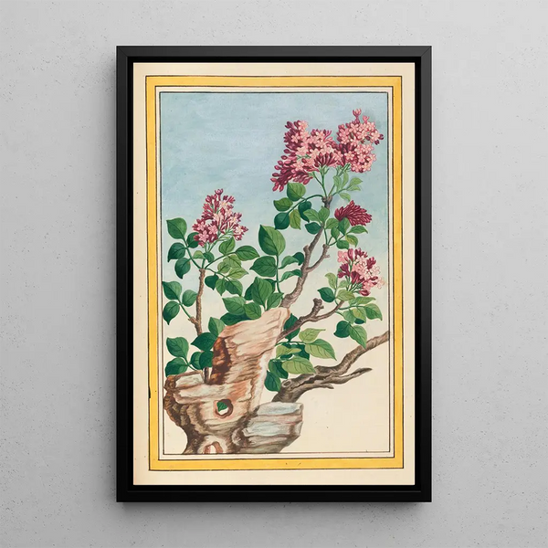 Plants of China Pl069 - Pierre Joseph Buchoz — framed artwork on a wall