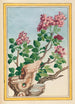 Plants of China Pl069 - Pierre Joseph Buchoz — artwork view