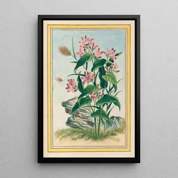 Plants of China Pl079 - Pierre Joseph Buchoz — framed artwork on a wall