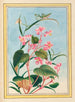Plants of China Pl.080 - Pierre Joseph Buchoz — artwork view