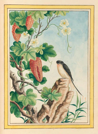 Pierre Joseph Buchoz - Plantes de Chine Pl085.webp