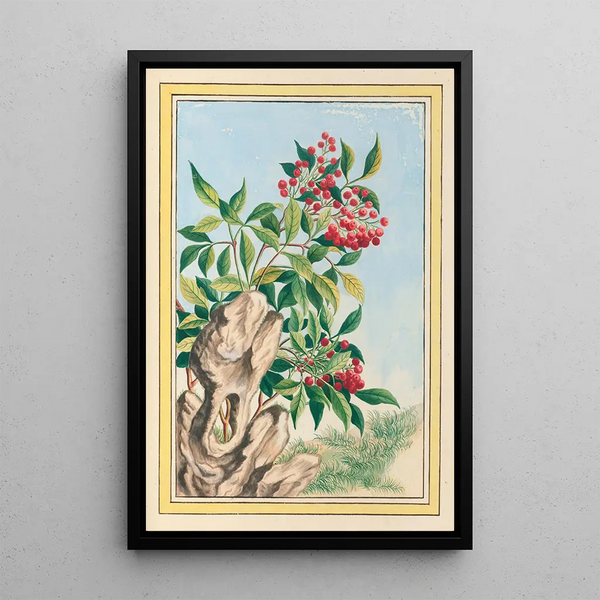 Plants of China Pl089 - Pierre Joseph Buchoz — framed artwork on a wall