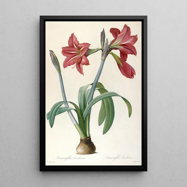 Amaryllis brasiliensis - Pierre Joseph Redouté — framed artwork on a wall