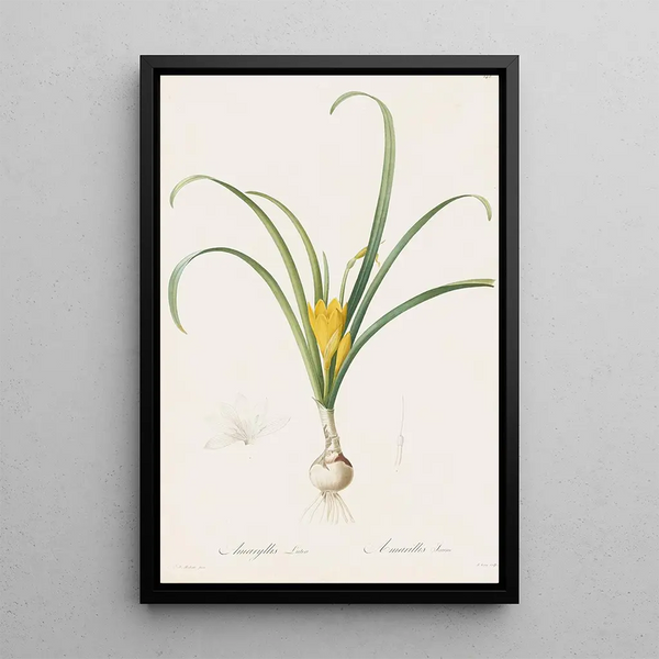 Amaryllis lutea - Pierre Joseph Redouté — framed artwork on a wall