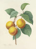 Choice of the most beautiful flowers pl 001 - Pierre-Joseph Redouté — artwork view