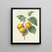 Choice of the most beautiful flowers pl 001 - Pierre-Joseph Redouté — framed artwork on a wall