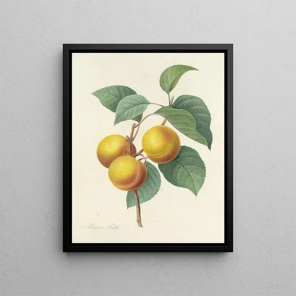Choice of the most beautiful flowers pl 001 - Pierre-Joseph Redouté — framed artwork on a wall