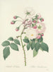 Choice of the most beautiful flowers pl 002 - Pierre-Joseph Redouté — artwork view