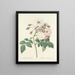 Choice of the most beautiful flowers pl 002 - Pierre-Joseph Redouté — framed artwork on a wall