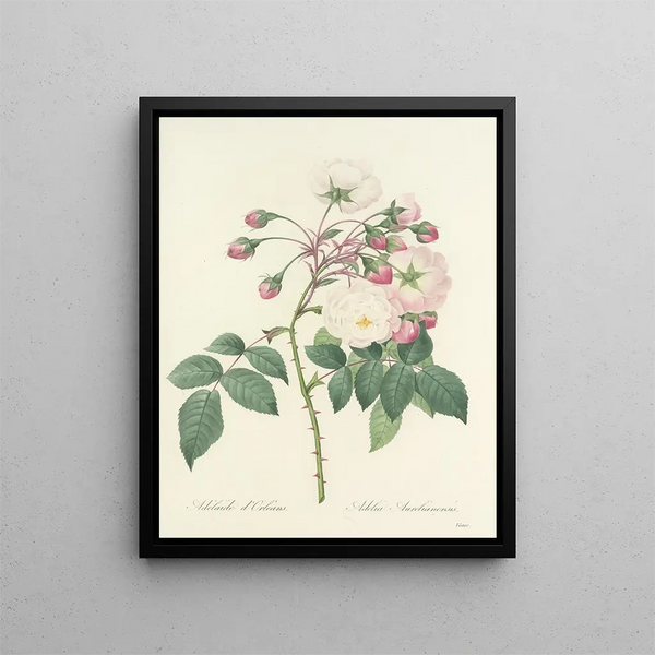 Choice of the most beautiful flowers pl 002 - Pierre-Joseph Redouté — framed artwork on a wall
