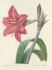 Choice of the most beautiful flowers pl 005 - Pierre-Joseph Redouté — artwork view