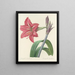 Choice of the most beautiful flowers pl 005 - Pierre-Joseph Redouté — framed artwork on a wall