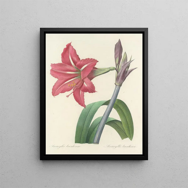 Choice of the most beautiful flowers pl 005 - Pierre-Joseph Redouté — framed artwork on a wall