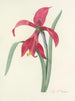Choix des plus belles fleurs pl 007 - Pierre-Joseph Redouté — artwork view
