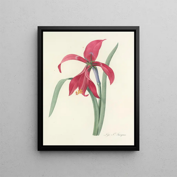 Choix des plus belles fleurs pl 007 - Pierre-Joseph Redouté — framed artwork on a wall