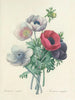 Choice of the Most Beautiful Flowers pl 008 - Pierre-Joseph Redouté — artwork view