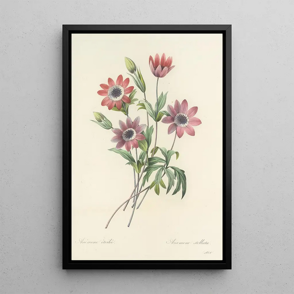 Choice of the Most Beautiful Flowers pl 009 - Pierre Joseph Redouté — framed artwork on a wall