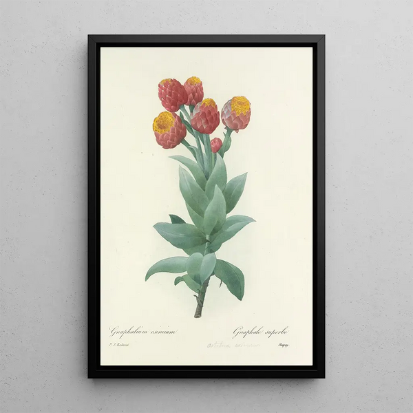 Choice of the Most Beautiful Flowers pl 011 - Pierre Joseph Redouté — framed artwork on a wall