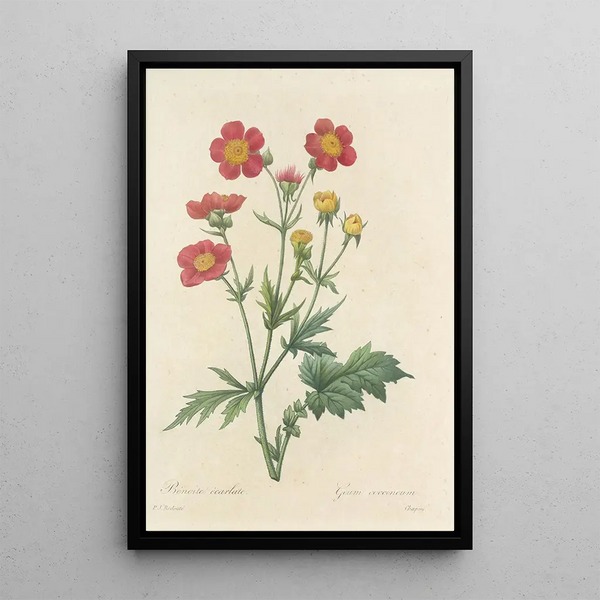 Choice of the most beautiful flowers pl 012 - Pierre Joseph Redouté — framed artwork on a wall