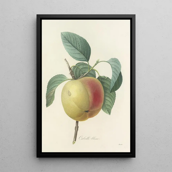Choice of the Most Beautiful Flowers pl 014 - Pierre Joseph Redouté — framed artwork on a wall