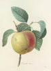 Choice of the Most Beautiful Flowers pl 014 - Pierre Joseph Redouté — artwork view