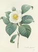 Choice of the most beautiful flowers pl 016 - Pierre-Joseph Redouté — artwork view