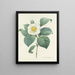 Choice of the most beautiful flowers pl 016 - Pierre-Joseph Redouté — framed artwork on a wall