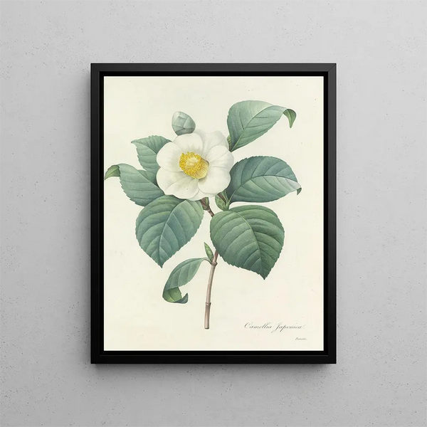 Choice of the most beautiful flowers pl 016 - Pierre-Joseph Redouté — framed artwork on a wall