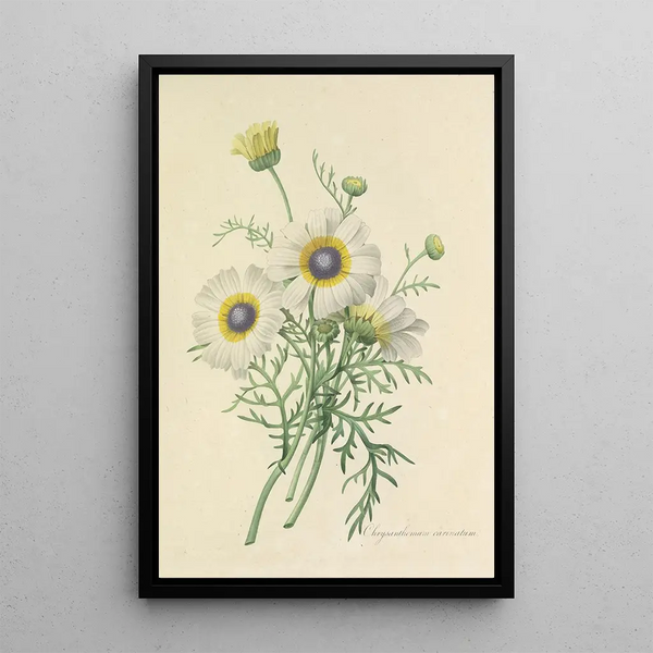 Choice of the Most Beautiful Flowers pl 024 - Pierre Joseph Redouté — framed artwork on a wall