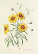 Choice of the Most Beautiful Flowers pl 026 - Pierre Joseph Redouté — artwork view
