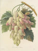 Choice of the most beautiful flowers pl 027 - Pierre-Joseph Redouté — artwork view
