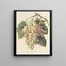 Choice of the most beautiful flowers pl 027 - Pierre-Joseph Redouté — framed artwork on a wall
