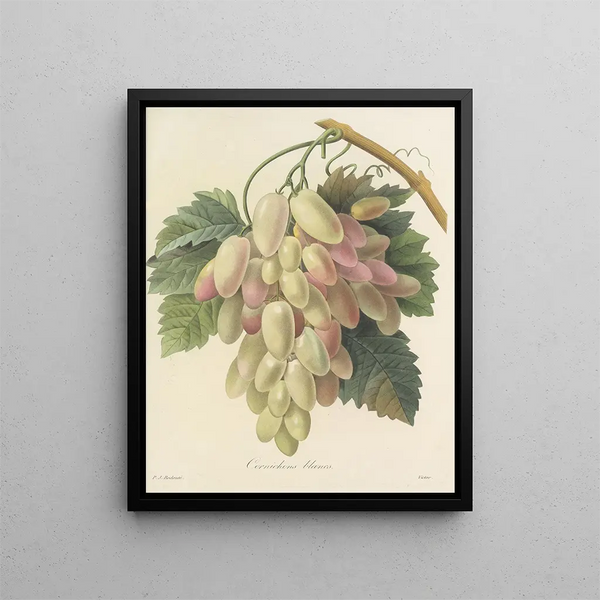 Choice of the most beautiful flowers pl 027 - Pierre-Joseph Redouté — framed artwork on a wall