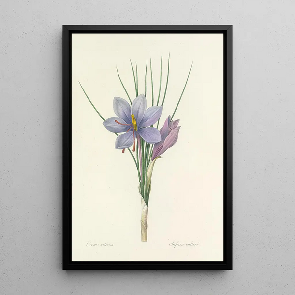 Choice of the most beautiful flowers pl 028 - Pierre Joseph Redouté — framed artwork on a wall
