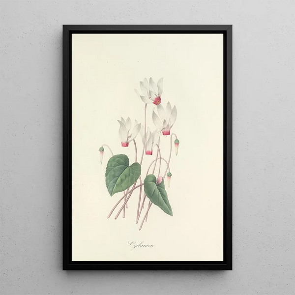 Choice of the Most Beautiful Flowers pl 029 - Pierre Joseph Redouté — framed artwork on a wall