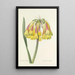 Choice of the Most Beautiful Flowers pl 030 - Pierre Joseph Redouté — framed artwork on a wall