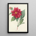 Choice of the Most Beautiful Flowers pl 032 - Pierre Joseph Redouté — framed artwork on a wall