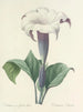 Choice of the most beautiful flowers pl 033 - Pierre-Joseph Redouté — artwork view