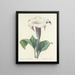 Choice of the most beautiful flowers pl 033 - Pierre-Joseph Redouté — framed artwork on a wall