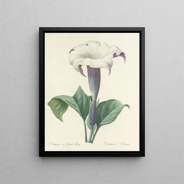 Choice of the most beautiful flowers pl 033 - Pierre-Joseph Redouté — framed artwork on a wall