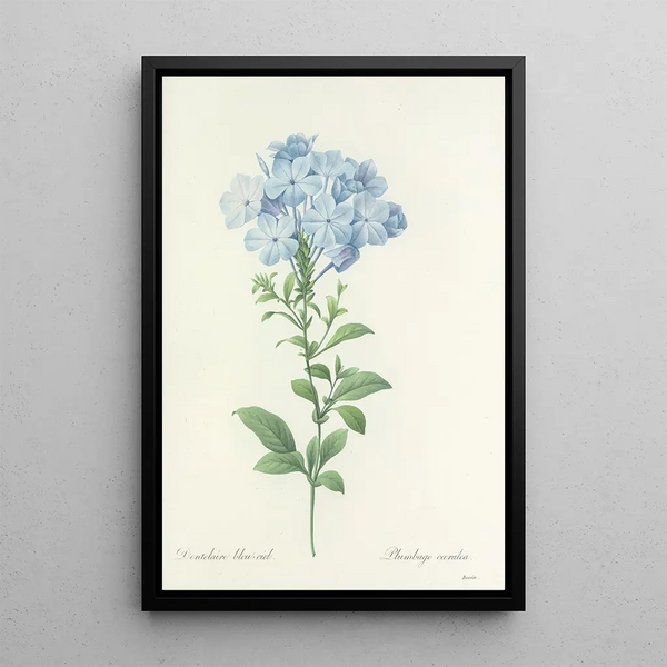 Choice of the Most Beautiful Flowers pl 034 - Pierre Joseph Redouté — framed artwork on a wall