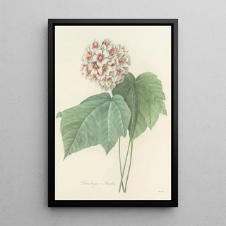 Pierre Joseph Redout - Choix des plus belles fleurs pl 036.webp