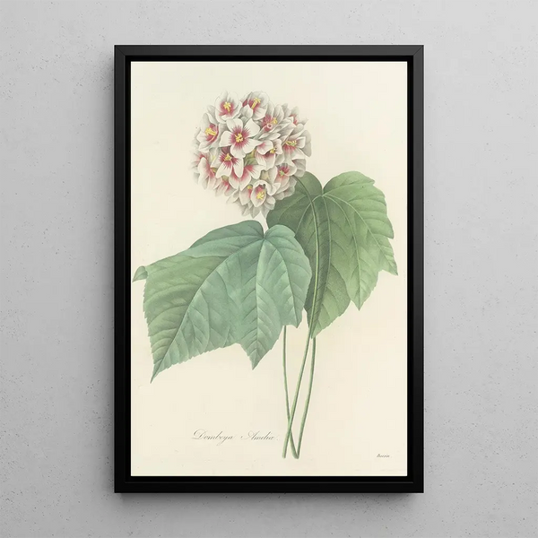 Choice of the Most Beautiful Flowers pl 036 - Pierre Joseph Redouté — framed artwork on a wall