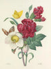 the most beautiful flowers selection pl 037 - Pierre-Joseph Redouté — artwork view