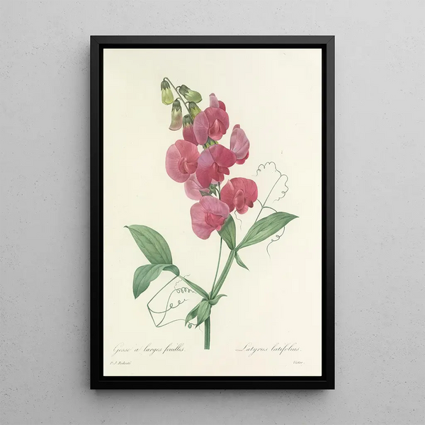 Choice of the most beautiful flowers pl 038 - Pierre Joseph Redouté — framed artwork on a wall