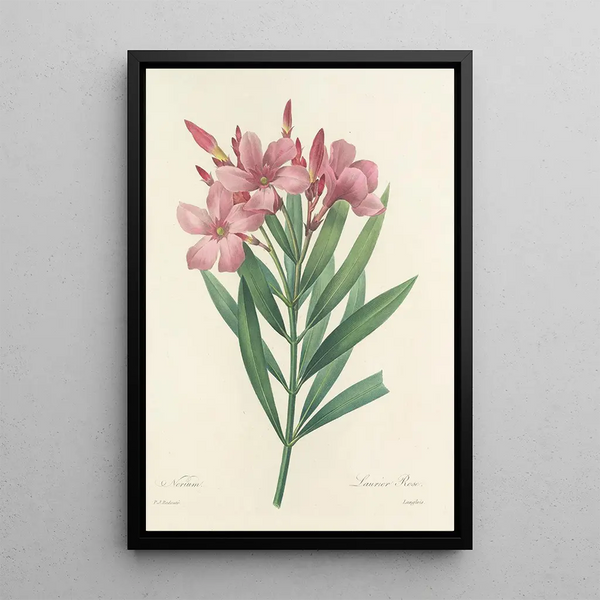 Choice of the Most Beautiful Flowers pl 040 - Pierre Joseph Redouté — framed artwork on a wall