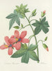 Choice of the most beautiful flowers pl 041 - Pierre-Joseph Redouté — artwork view