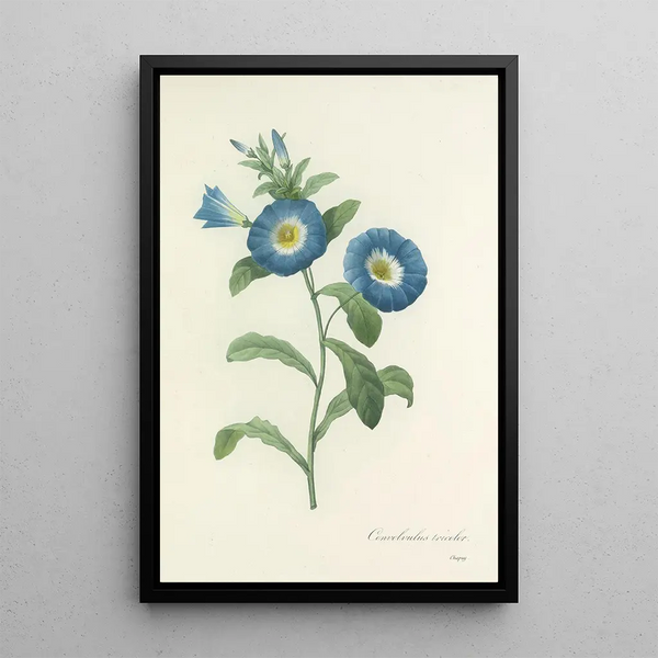 Choice of the Most Beautiful Flowers pl 043 - Pierre Joseph Redouté — framed artwork on a wall